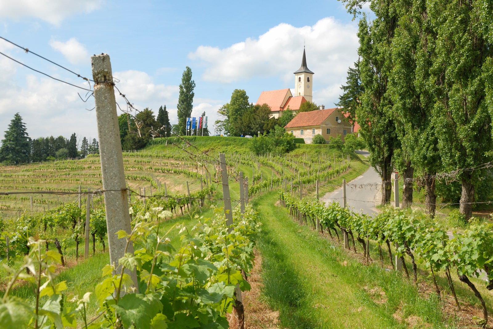 Images may contain natural outdoor rural rural farm vineyards and public poles